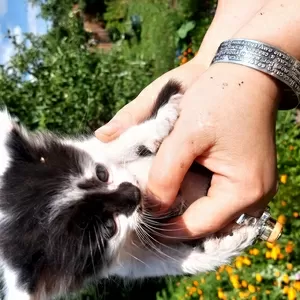 Котеное в добрые руки